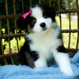 Twix - Black tri-color female Australian Shepherd puppy in Victoria, Texas from Silvermist Australian Shepherds