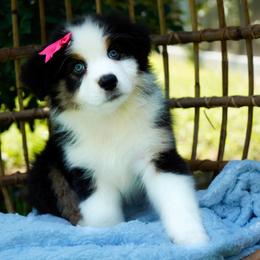 Twix - Black tri-color female Australian Shepherd puppy in Victoria, Texas from Silvermist Australian Shepherds