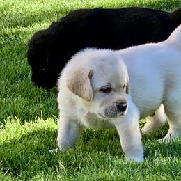 Labrador Retriever Puppies from Top Gun Labradors