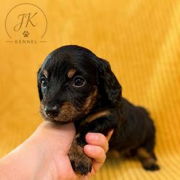 Maleficent - Black and tan female Dachshund puppy in Hope, Arkansas from JK Kennel