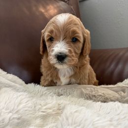 Cindy-Lou - Cream female Goldendoodle puppy in Brooksville, Florida from Abby’s Standard Goldendoodles