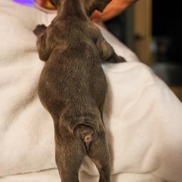 French Bulldog Puppies from For The Love of Frenchies