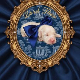 Lord Theo - Cream male Goldendoodle puppy in Moncks Corner, South Carolina from Sweetgrass Goldendoodles of Moncks Corner