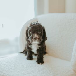 Aussiedoodle and Cockapoo Puppies from Dark Corner Doodles