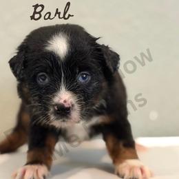 Queen Barb - Black tri female Miniature Australian Shepherd puppy in Oronogo, Missouri from Dutton's Show Me Farms