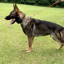 Lynn GeierYago - German Shepherd
