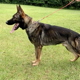 Lynn GeierYago - German Shepherd