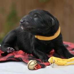 Yellow boy - Black male German Shepherd puppy in Nacogdoches, Texas from Vom Hausgladfel
