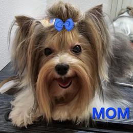 Biewer Terrier puppies from Granny's yorkshire Terrier Modesto California