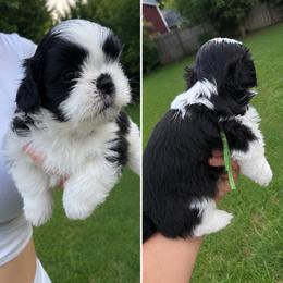 Boy Green Collar - Black and white male Shih Tzu puppy in Pennsylvania from Luxe Shih Tzu Boutique