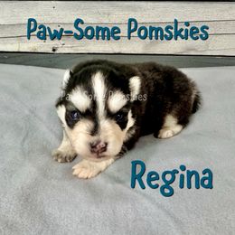 Regina - Black and white female Pomsky puppy in Krum, Texas from Paw-Some Pomskies