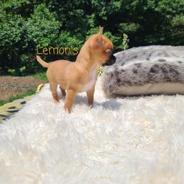 Chihuahua Puppies from Lemon's Full of Flaws Chihuahuas