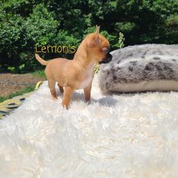 Chihuahua Puppies from Lemon's Full of Flaws Chihuahuas