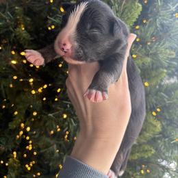 Rocky - Black and white male Border Collie puppy in Centerton, Arkansas from Chappell Breeding