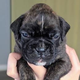 Co-Co - Brindle female Boxer puppy in Springfield, Missouri from ReMa Boxers