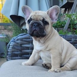 French Bulldogs from Stacie's French Bulldogs