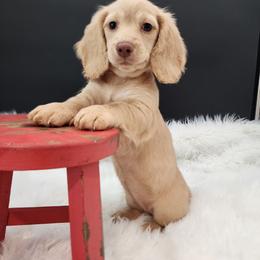 Somer - Cream female Dachshund puppy in Smallett, Missouri from Doxie Holler