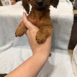Honeybunch - Red female Dachshund puppy in Oak Ridge, Tennessee from It’s just a wiener dachshund