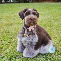 Blue Love Rod - Miniature Schnauzer