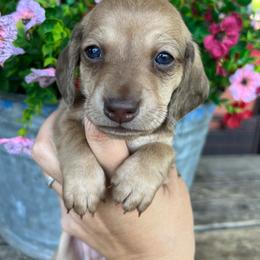 Boy three - Chocolate and cream male Dachshund puppy in Payette, Idaho from NT Mini Doxies
