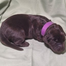 Fable - Chocolate female Labrador Retriever puppy in Waco, Texas from Ancient Dogges Performance Dogs