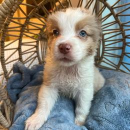 Jeremiah - Red tri-color male Australian Shepherd puppy in Grants Pass, Oregon from Carmel Mountain Aussies