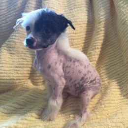 Chinese Cresteds from Piccadilly Pups