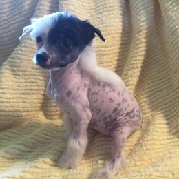 Chinese Cresteds from Piccadilly Pups