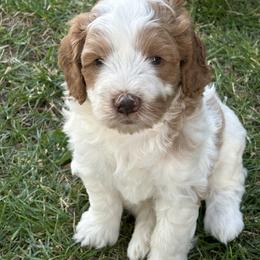 Bernedoodle, Poodle, and Soft Coated Wheaten Terrier Puppies from Whoodles of Wyoming