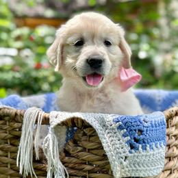 Miss Clean - Light golden female Golden Retriever puppy in Midlothian, Texas from Brightest Days