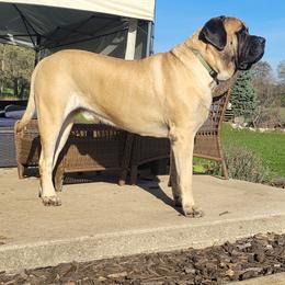 Mastiffs from Eagle Mastiffs