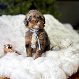 Blue collar girl - Merle female Bernedoodle puppy in Crete, Illinois from Plum Valley Pups