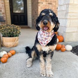 Ruby - Bernedoodle