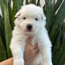 Andouille (aka Duey) - White male Samoyed puppy in Lafayette, Louisiana from Southern Roux Samoyeds