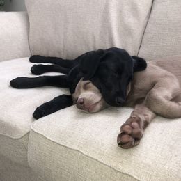 Dilute Retriever and Labrador Retriever Puppies from Longleaf Labradors