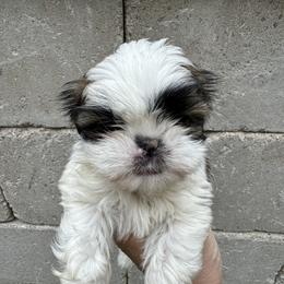 Yellow - Gold and white female Shih Tzu puppy in Spring, Texas from Precious Tzu Crew