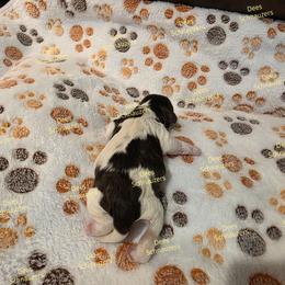 Oak - Parti male Miniature Schnauzer puppy in Crestview, Florida from Dees Schnauzers