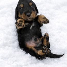 Boone - Black and tan male Dachshund puppy in Alexander, North Dakota from Wild Rose Ridge Doxies