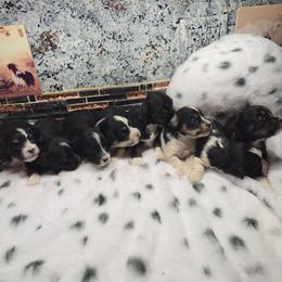 Boy 4 - Black and tan male Havanese puppy in Deer Park, Washington from Mt. Top Havanese