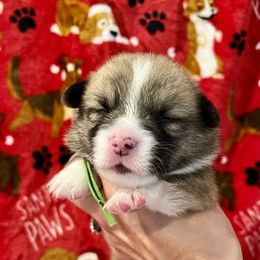 Oogie boogie - Sable Pembroke Welsh Corgi puppy in Fallbrook, California from Le Rêve Corgis