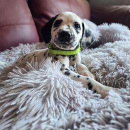 Wraith (HUA) - White and black male Dalmatian puppy in Salem, Missouri from Paradise Spots Dalmatians