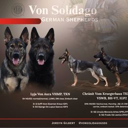 German Shepherd puppies from Von Solidago