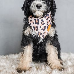 Bernedoodle, Goldendoodle, Poodle, and Sheepadoodle Puppies from Northwest Pups