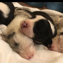 Border Collie Puppies from Jollypaws Border Collies
