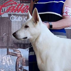 San - Berger Blanc Suisse