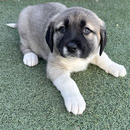 Anatolian Shepherd Dog Puppies from WanderDogs.Co
