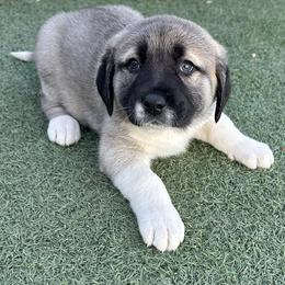 Anatolian Shepherd Dog Puppies from WanderDogs.Co