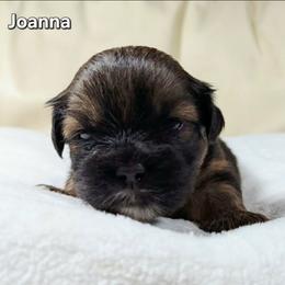 Joanna - Brown female Lhasa Apso puppy in Jefferson, New York from Absolute Lhasa Love