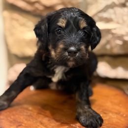 Opal - Phantom female Bernedoodle puppy in Grand Blanc, Michigan from Halsey Poodles and Doodles