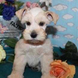 Happy - Wheaten male Miniature Schnauzer puppy in Gary, Texas from Beards Little Schnauzers